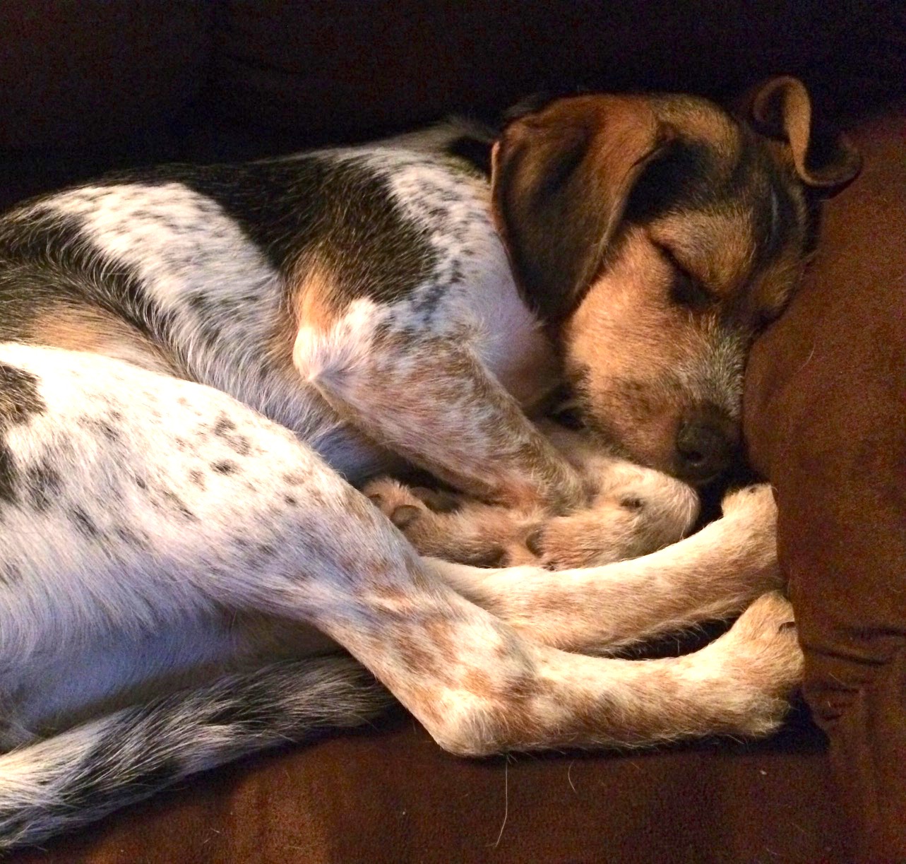 What Does It Mean When Your Dog Sleeps On You